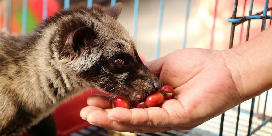 Kedi dışkısından üretilen kahvenin kilosu bin dolara satılıyor