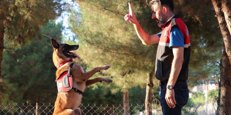 Jandarmanın 'hassas burunlu' yardımcıları