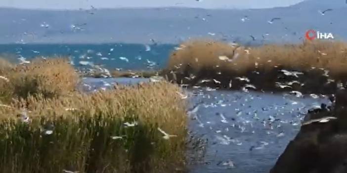 Bu Balıkları Avlamak Sadece Martılara Serbest