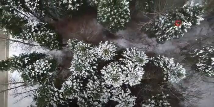 Kar Yağdı, Çam Ağaçları Görsel Şölen Oluşturdu