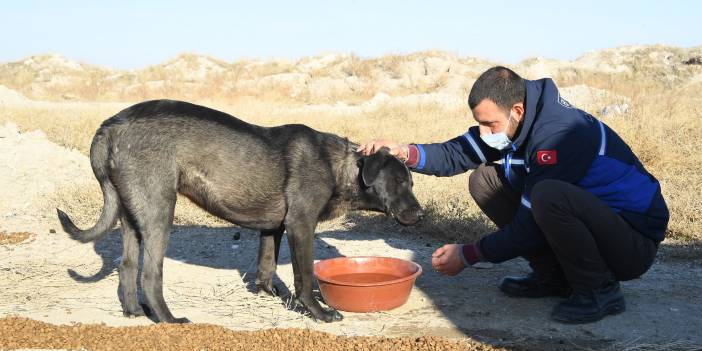 Konya Büyükşehir sokağa çıkma kısıtlamasında sokak hayvanlarını unutmadı