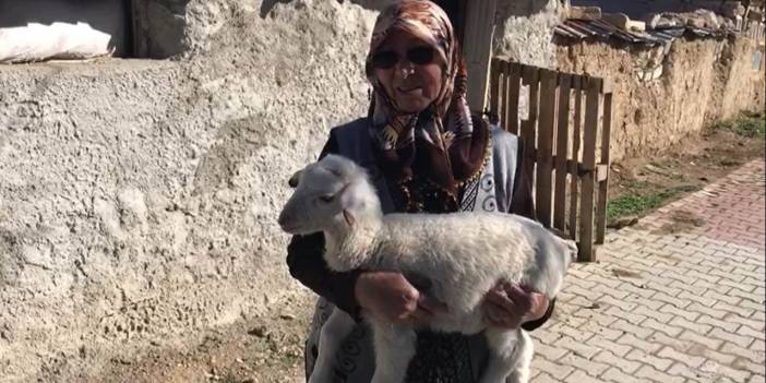 Konya’da şehit annesinin koyunları çalındı