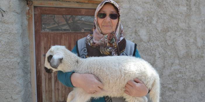 JASAT ekipleri koyunları çalınan şehit annesini mutlu etti