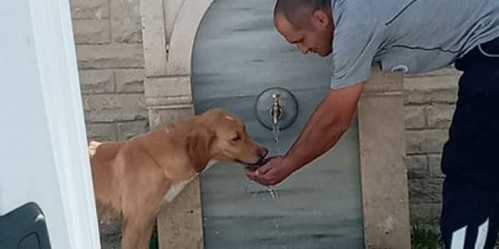 Park ve bahçeler görevlisi köpeğe eliyle su içirdi