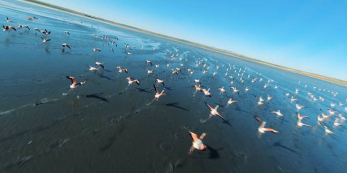 Konya'da bulunan Düden Gölü üzerindeki flamingoların dans edercesine uçtuğu anlar görsel şölen oluşturdu.