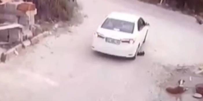 Sürücünün göz göre göre köpeğin üzerinden geçtiği anlar kamerada