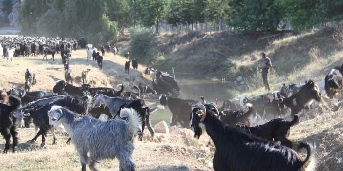 Konya’ya göç Manavgatlı besicinin hayvanlarını yanmaktan kurtardı