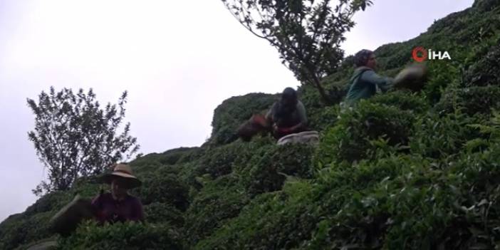 Yabancı Uyruklu Çay İşçileri Gelmeyince 100 Milyon Dolar Türkiye’de Kaldı