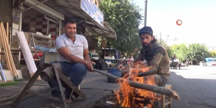 Kilis'te Zeytin Hasadı Geleneksek Yöntem Olan Sırıkla Yapılıyor