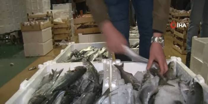 Marmara Denizi'nde Lüfer Balığında Son 10 Yılın En Bol Dönemi Yaşanıyor