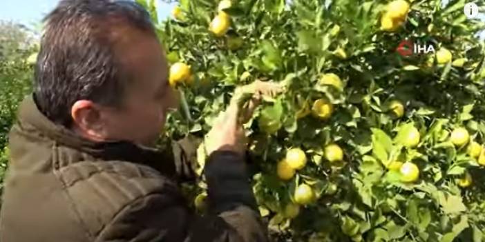 'Limon Kooperatif Marketlerinde Satılsın' Çağrısı