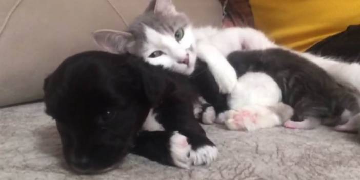 Anne kedinin yavru köpeğe şefkati