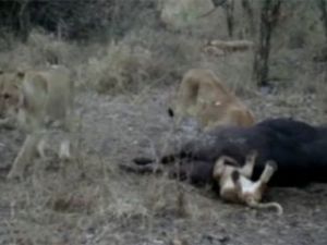 Yavru aslan, avının poposuna fena sıkıştı!