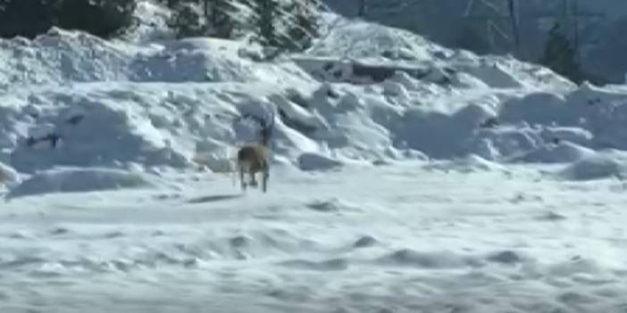 Konya'da sürücüler dondurucu soğuklarda yiyecek arayan yaban hayvanlarını görüntüledi