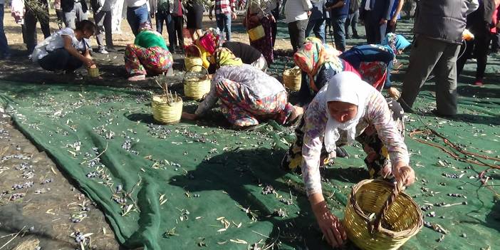 Ayvalık’ta zeytin festivali dahilinde zeytin hasadı