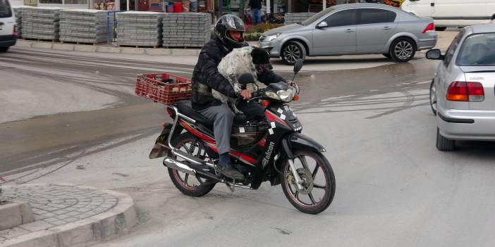 Motosiklet tutkunu köpek yollarda