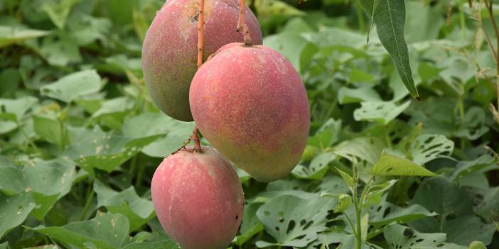 Bir dönümünden 190 bin TL gelir sağlanan mango üreticinin yeni gözdesi