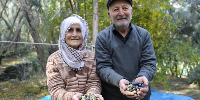 80'i aşan yaşlarına rağmen ağaçların tepesine çıkarak zeytin hasadı yapıyorlar