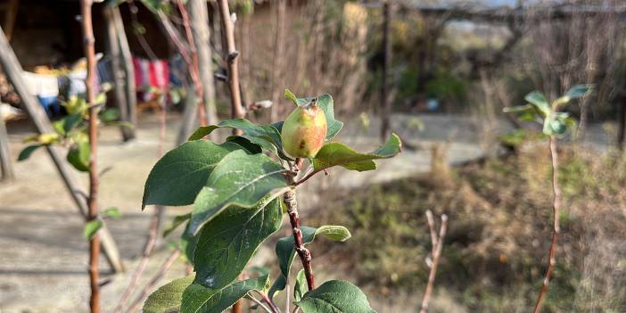 Çanakkale'de elma ağacı 2’nci kez meyve verdi