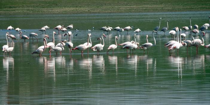Yozgat’a misafir kuşların göç yolculuğu başladı