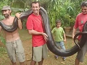5 metrelik yılanı elleriyle tek başına yakaladı