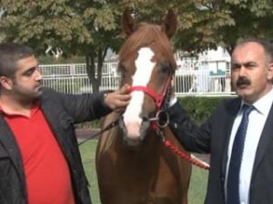 2 yaşındaki taya dudak uçuklatan fiyat